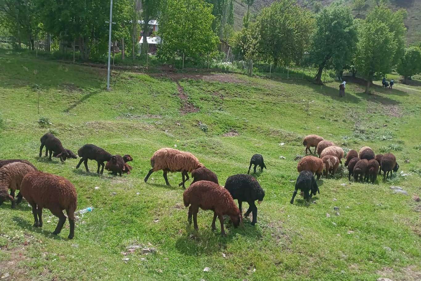 Bingöl'de dağılan koyun sürüsüne kurtlar saldırdı Bingöl'de dağılan koyun sürüsüne kurtlar saldırdı